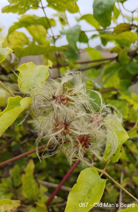 087 - Old Mans Beard